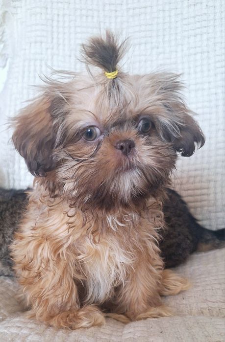 Gemma piękna dziewczynka shih tzu / domowa hodowla
