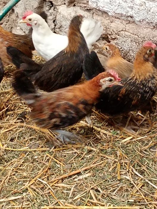 Koguciki cwergi ozdobne
