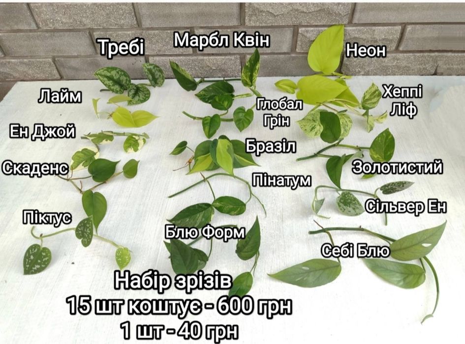 Продаю Ліана Сциндапсус та епіпремнум, філодендрони. Черенки свіжозріз