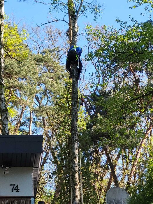 Wycinka drzew ARBORYSTA