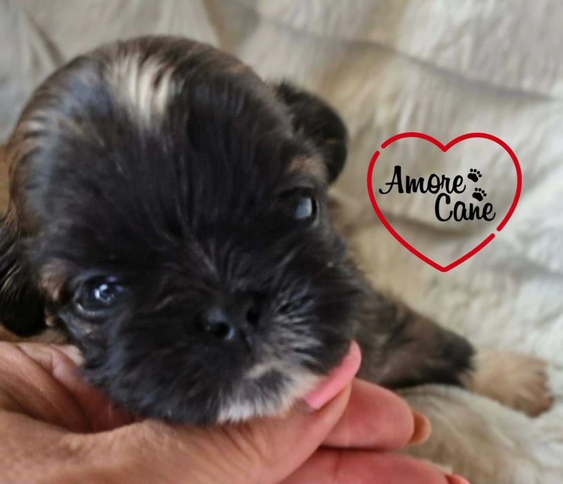 Przepiękna sunia shih tzu-JESY.