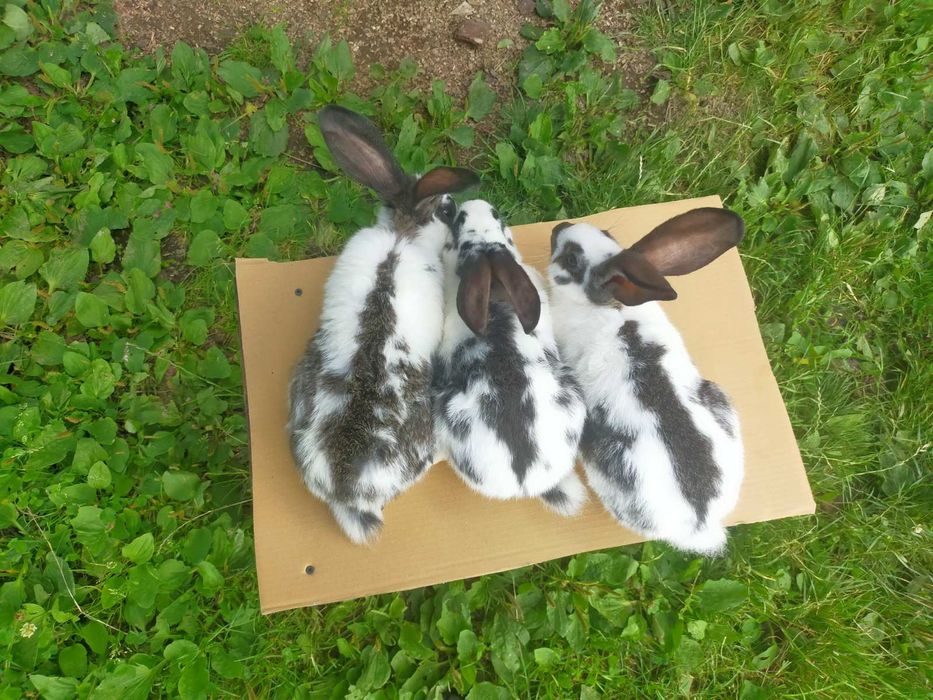 Кролі породи Німецький строкатий велетень . Шиншила .