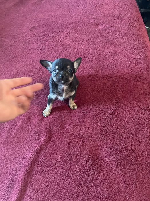 Chihuahua fêmea