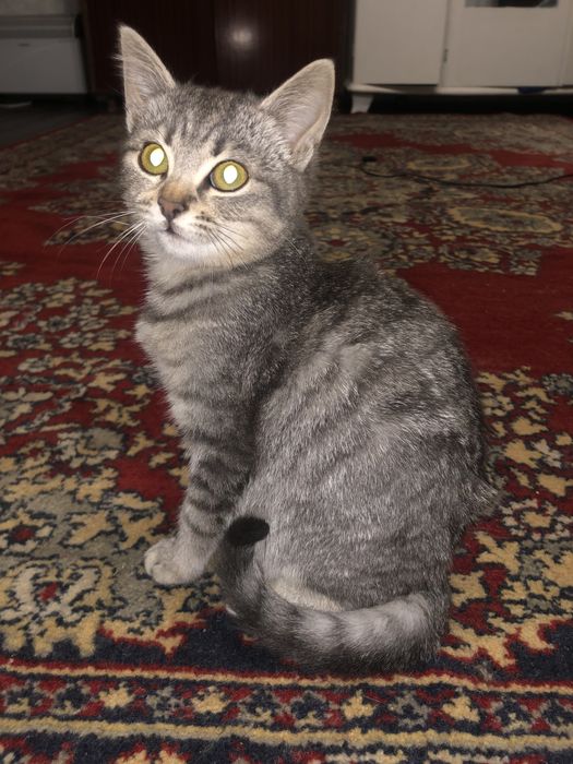 Віддам котика.
