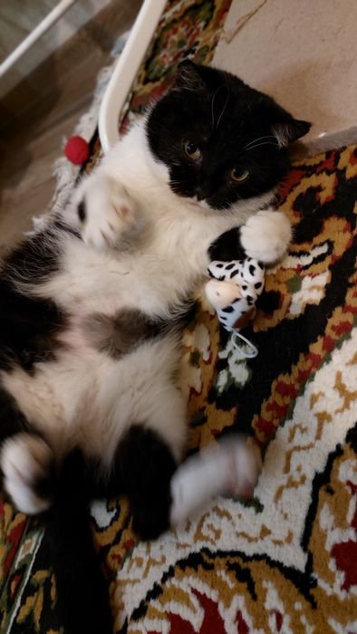 Кішечка молода стерилізована