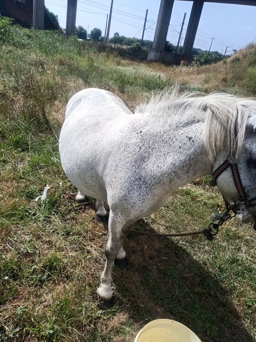 Vendo ou troco pônei fêmea está prenha muito mansinho dá para crianças