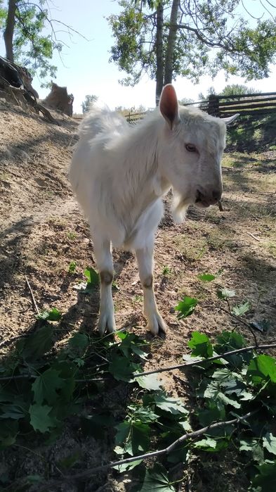 Продається молодий козлик