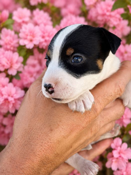 Jack Russell Terrier – suczka gładkowłosa – przyjmuję rezerwacje
