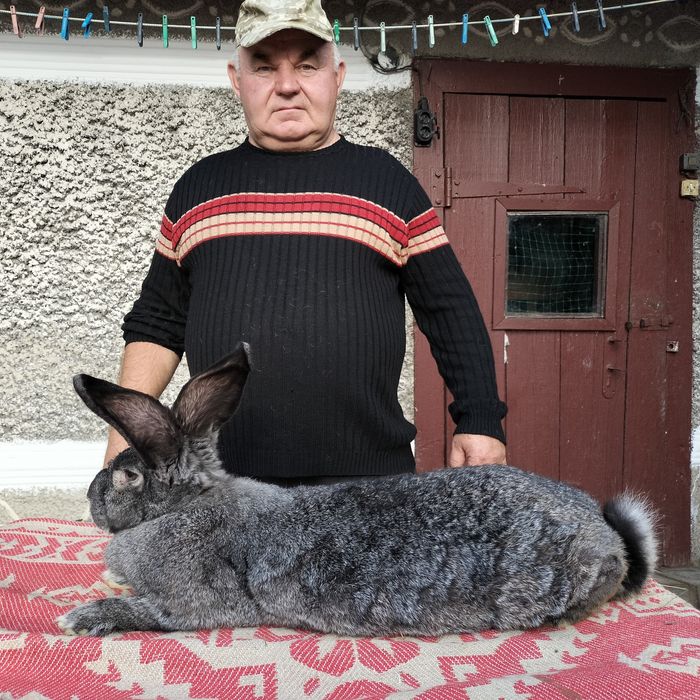 Кролі різних порід