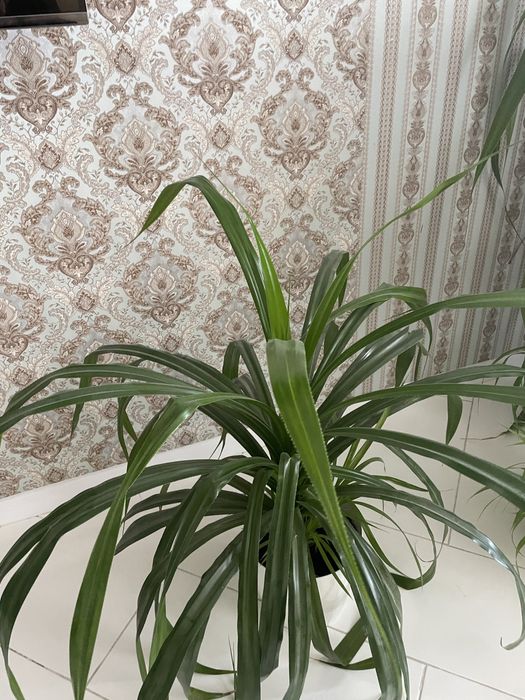 Пальма Панданус