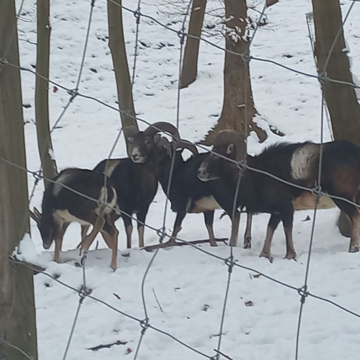 Sprzedam tryki muflona