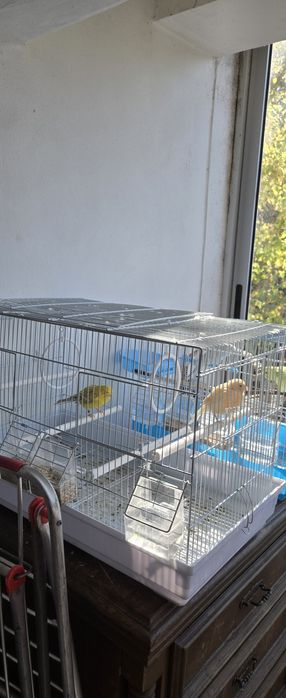 Pássaros para venda