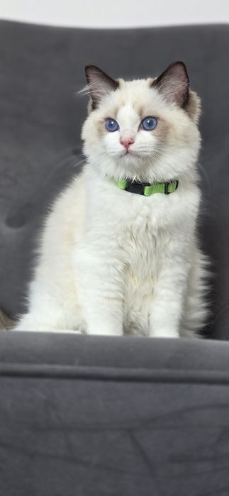Kocur kot  RAGDOLL rodowód FPL