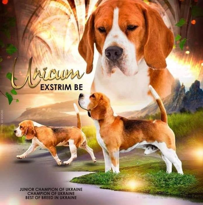 В'язка Бігль КСУ