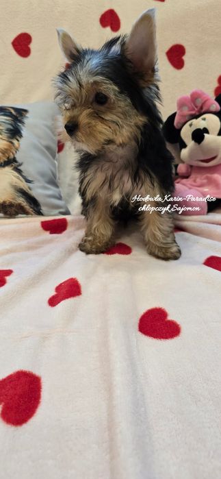 Yorkshire Terrier piesek stalowo złoty york