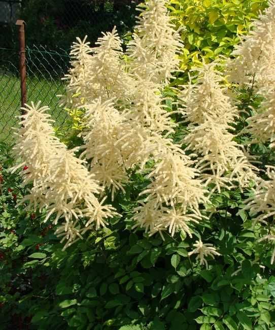 nadwyzki z ogrodka od 0,20