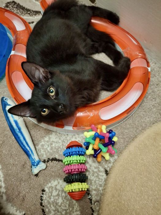 віддам котика безкоштовно