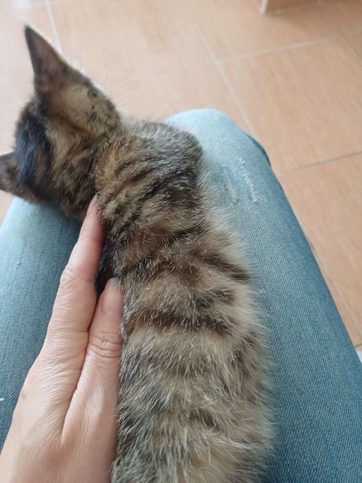 Gatinhos|  1 coracao pequenino procura uma familia