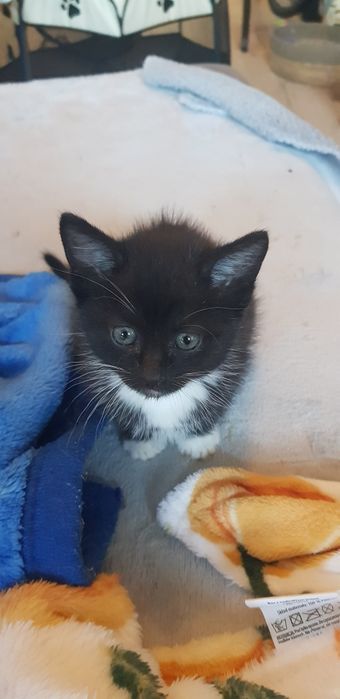Oddam kotkę do adopcji