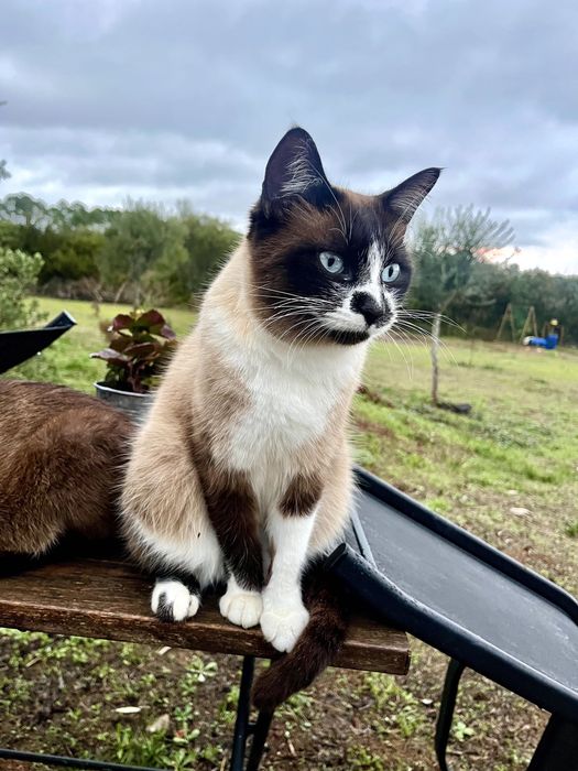 Gatinhos lindos à procura de um lar acolhedor e carinhoso