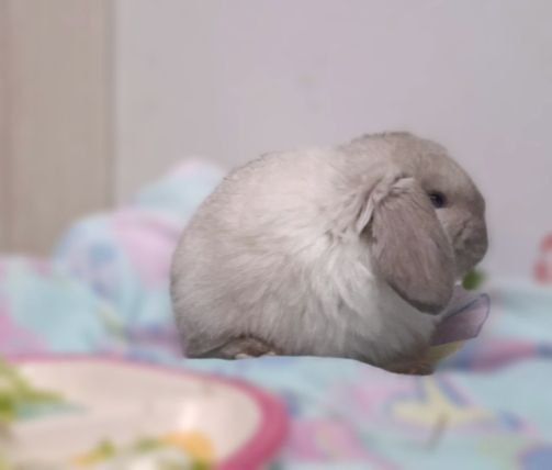 Кролик баранчик mini lop