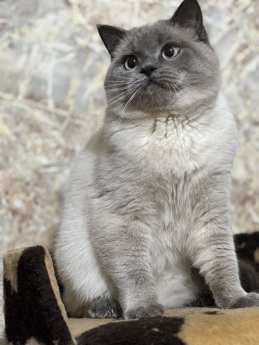 Шотландский кот на вязку в г. Николаеве!