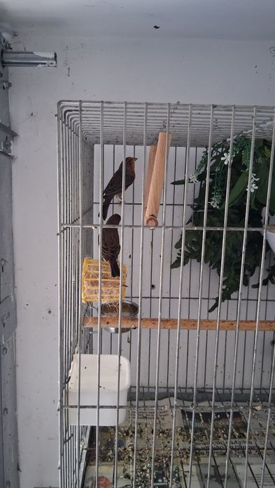Casal de carpudacos mexecanos.