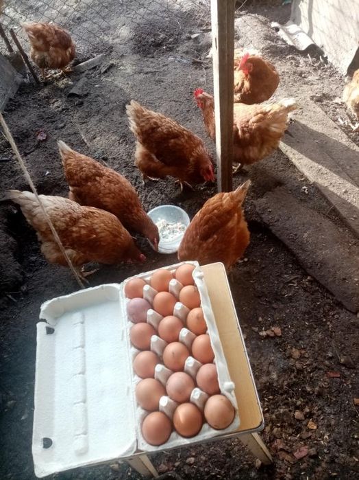 Домашні яйця. Свіжі