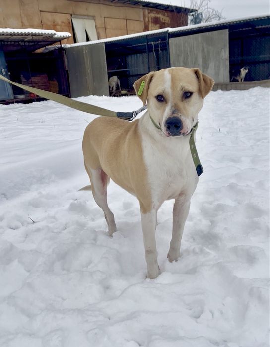 Шукаю родину для собачки