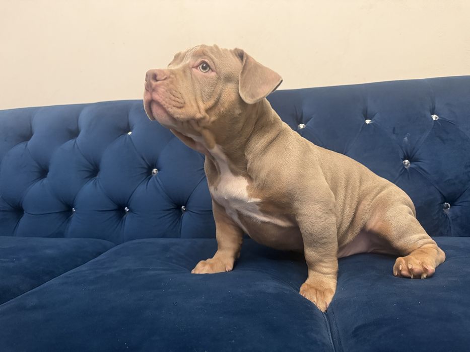 Piesek American Bully lilac tri