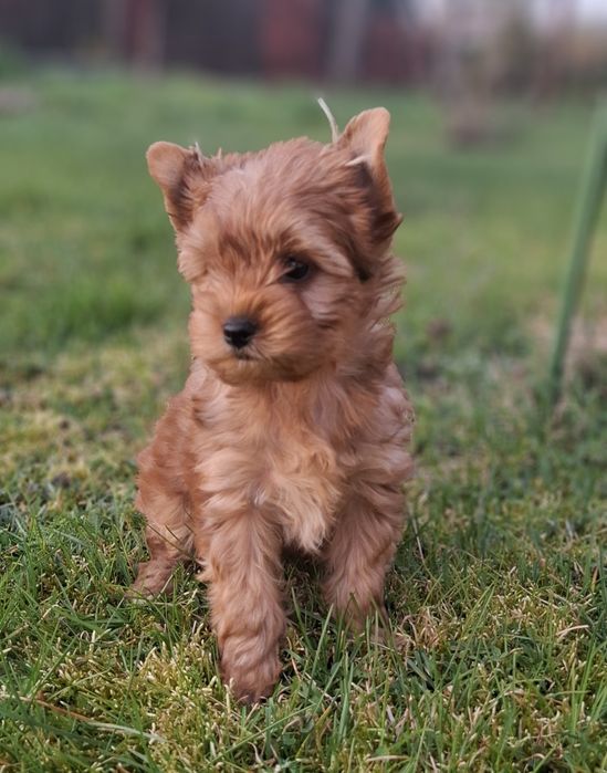 Sunia rasy Yorkshire terrier GOTOWA DO ODBIORU