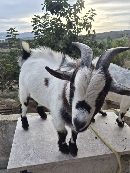 cabras anãs macho com 12 meses