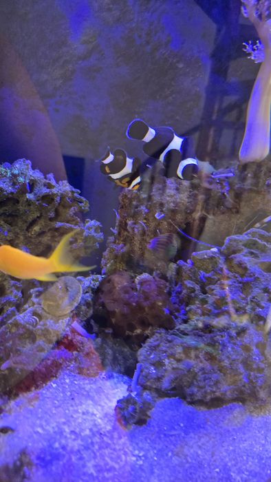 Aquario agua salgada COMPLETO