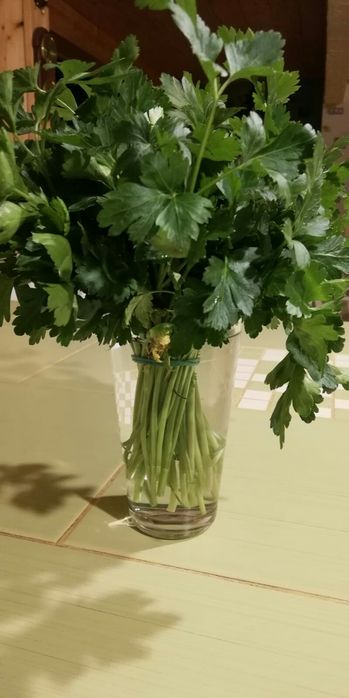 Pietruszka ekologiczna