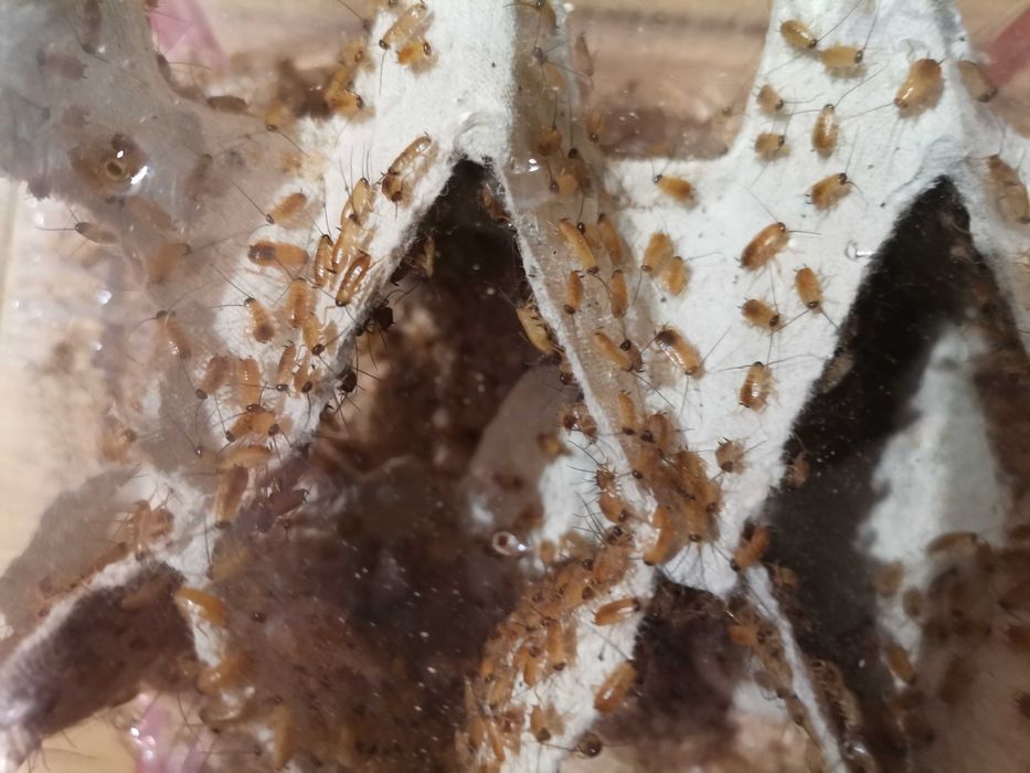 Karaczany Tureckie malutki wylęg karmówka, pokarm dla zwierząt