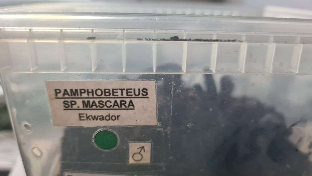 Pamphobeteus sp. Mascara samiec dorosły