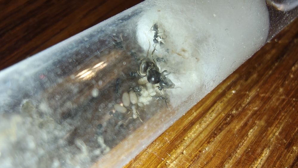 Lasius Niger Q 15-20w
