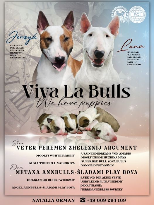 PREZES bulterier miniaturowy