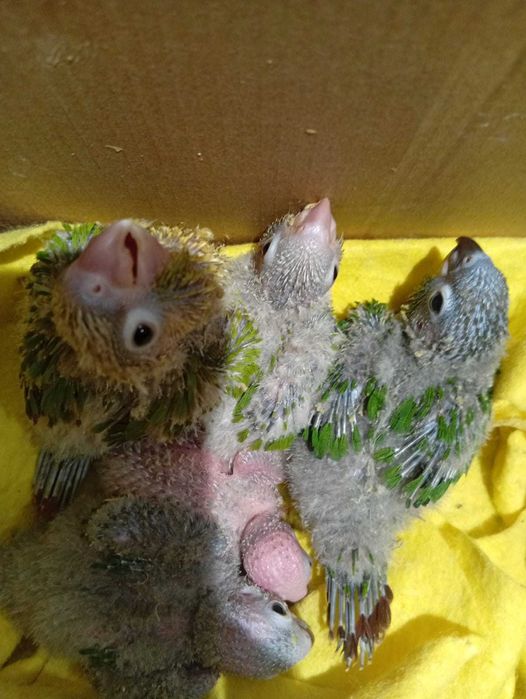 Panturras bebes procuram novo dono