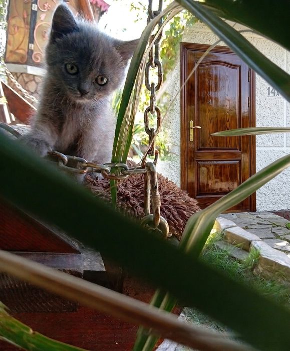 Кошенятка шотландські