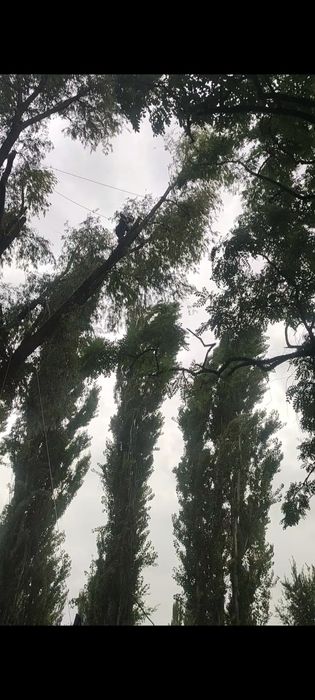 Зрізати дерево, обрізка гілок, срезать дерево, кронирование, арборист