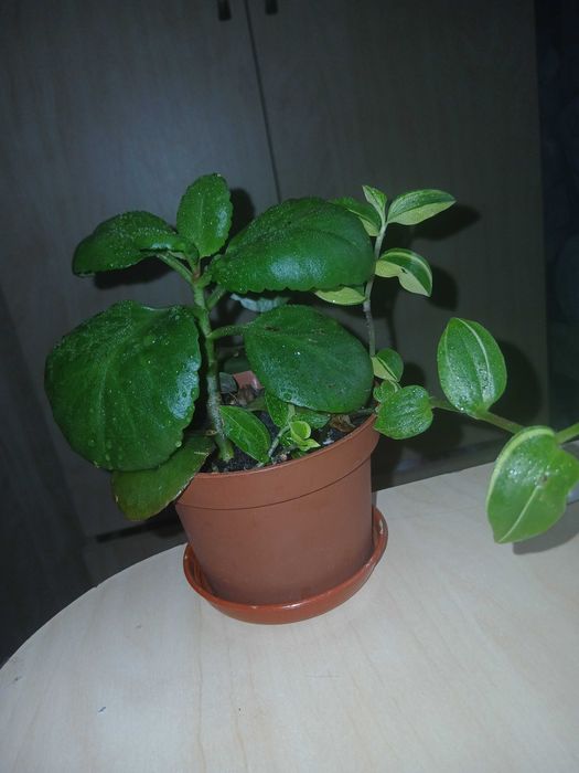 Кімнатні рослини (Вазони )