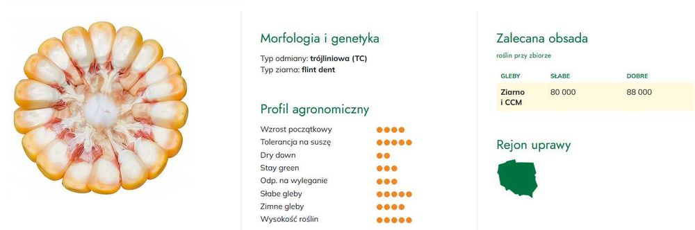 Kukurydza SM Perseus FAO 250 C1 50tyś nasion