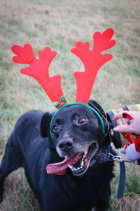 Psiak Czarny szuka domu