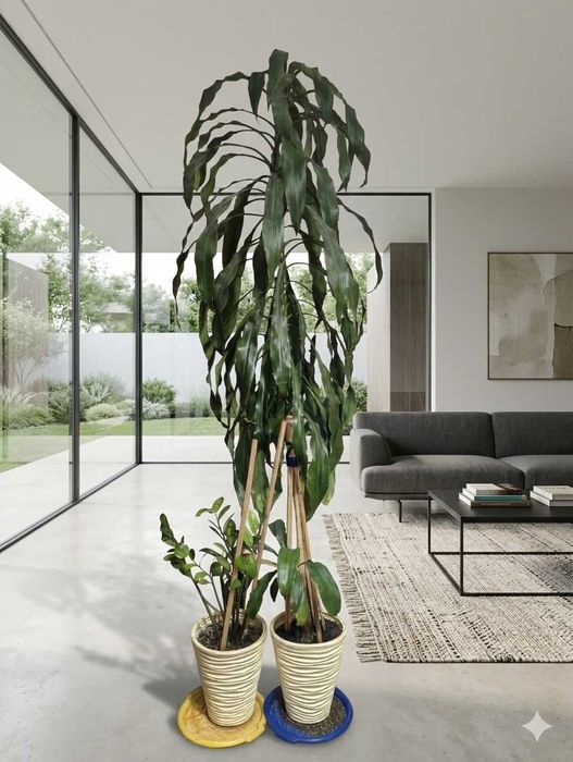 Dracena + Zamiokulkas + 2 doniczki za darmo
