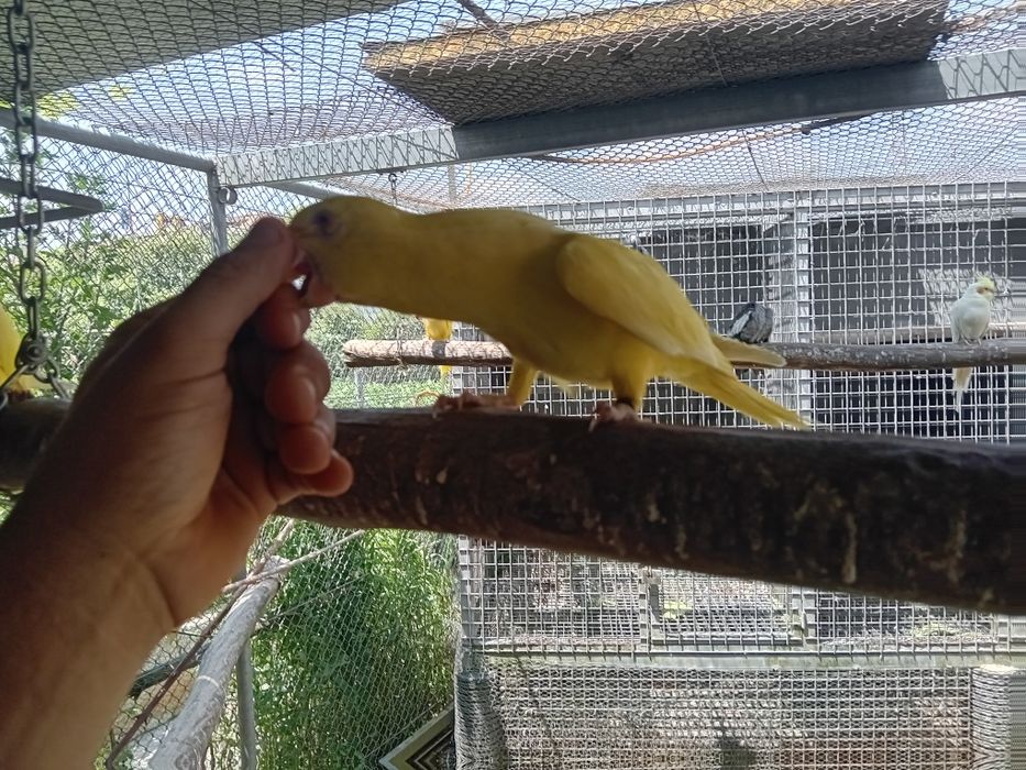 Ring neck lutino Macho  domesticado.