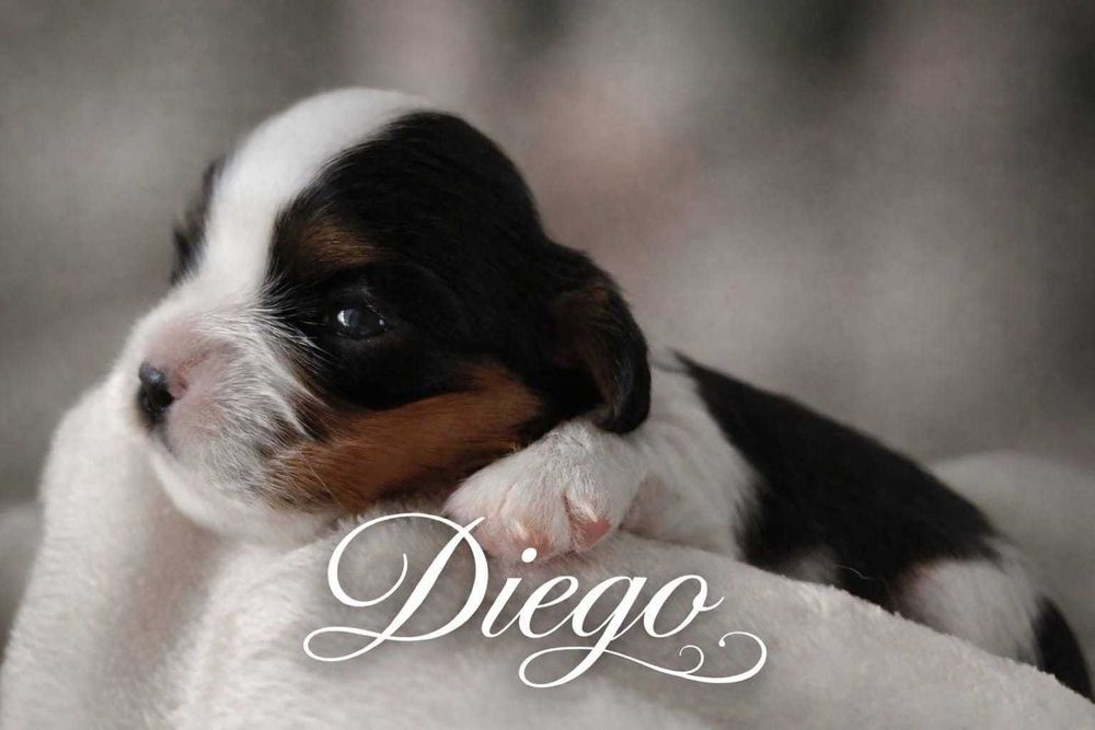 Cavalier King Charles Spaniel FCI - piesek