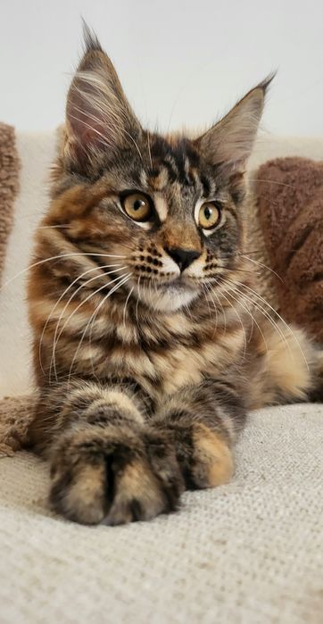 Koteczka Maine Coon