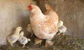 яйцо для інкубації