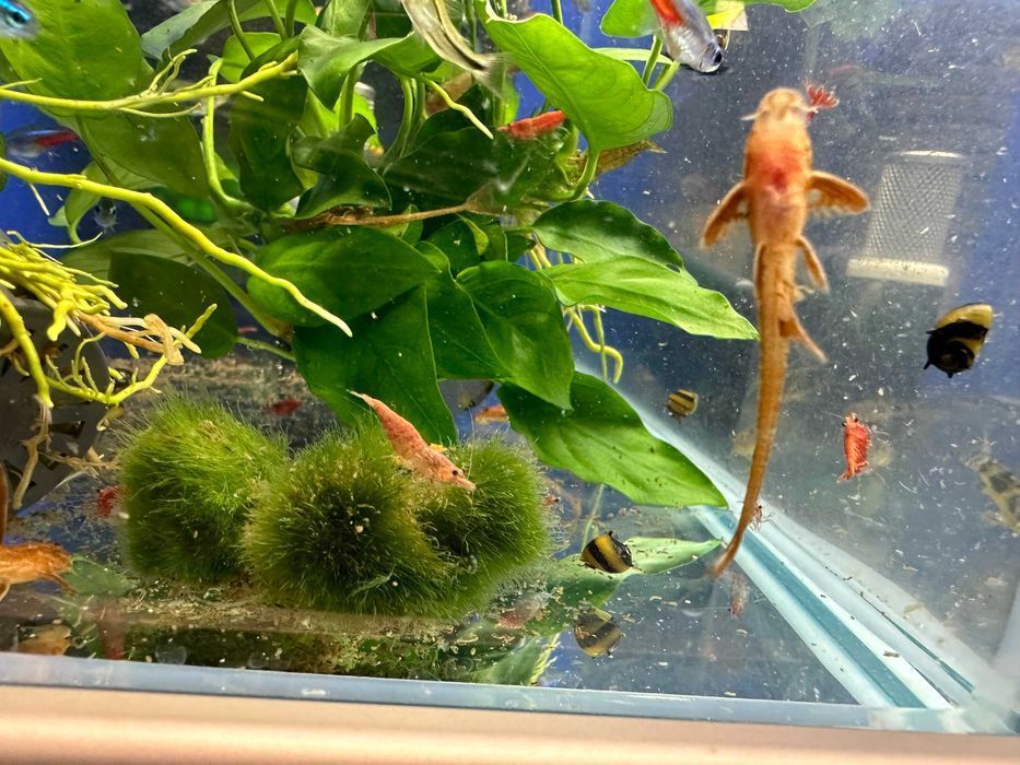 Loricaria Red lizard